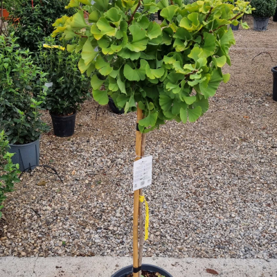 Ginkgo Biloba 'MARIKEN'