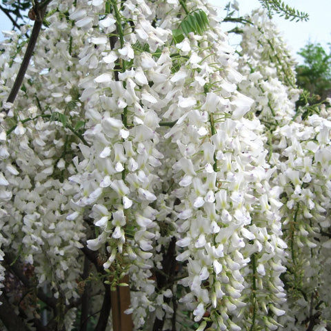 Glycine blanche du Japon