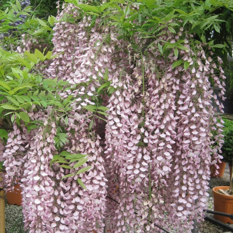Glycine rose du Japon