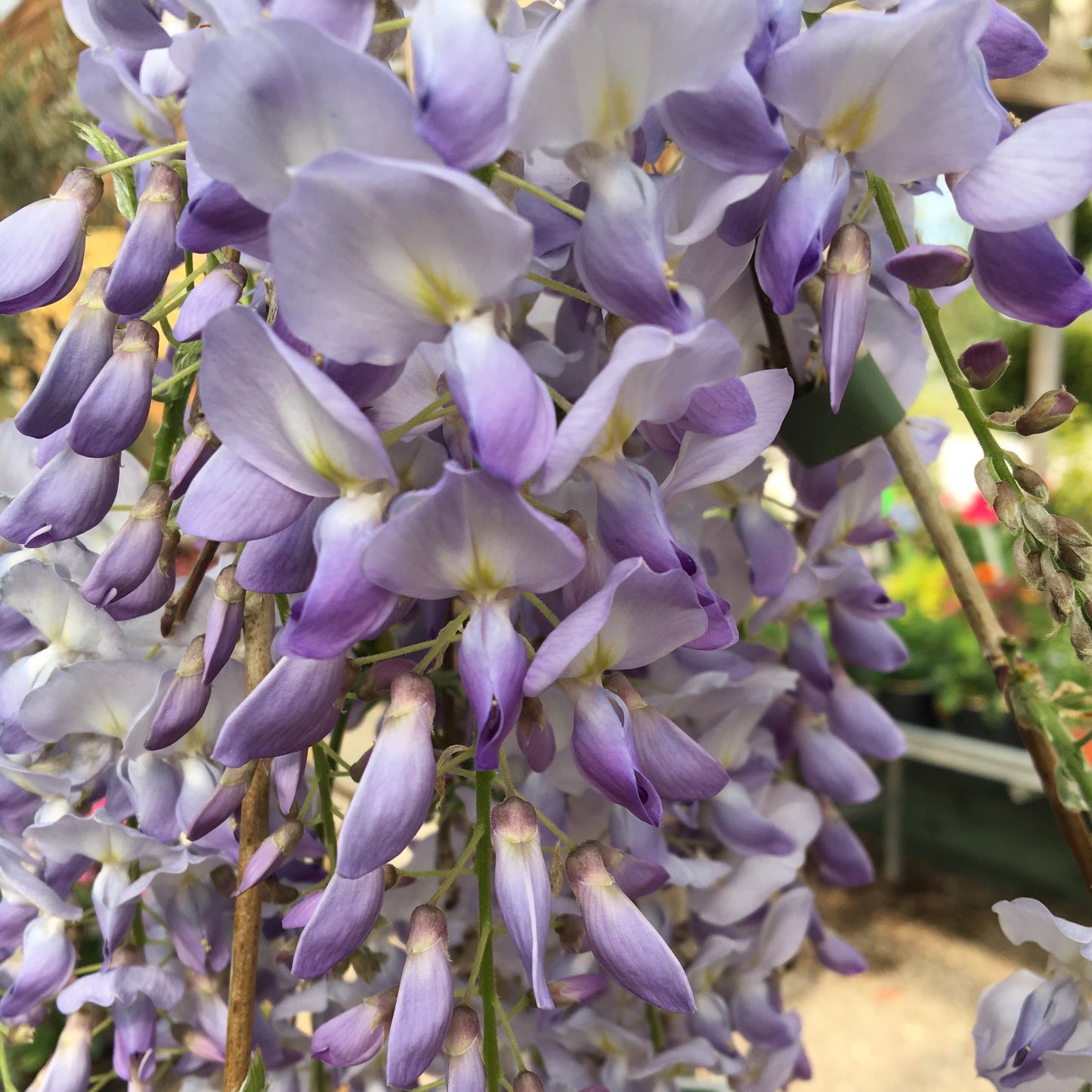 Glycine bleue