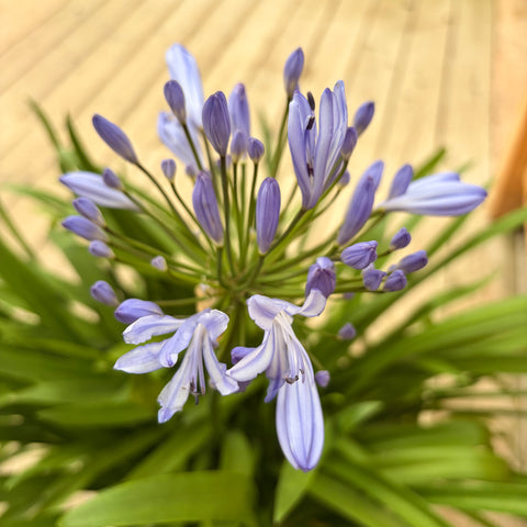 Agapanthe 'Lapis Lazuli'
