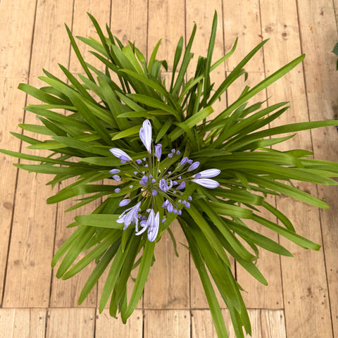 Agapanthe 'Lapis Lazuli'