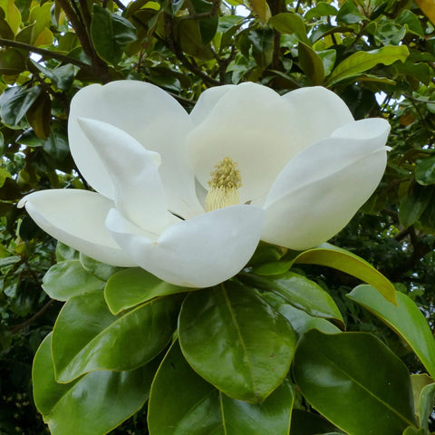 Magnolia Grandiflora