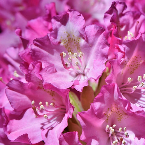 Rhododendron 'Graziella'