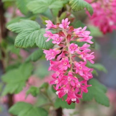 Groseillier à fleurs