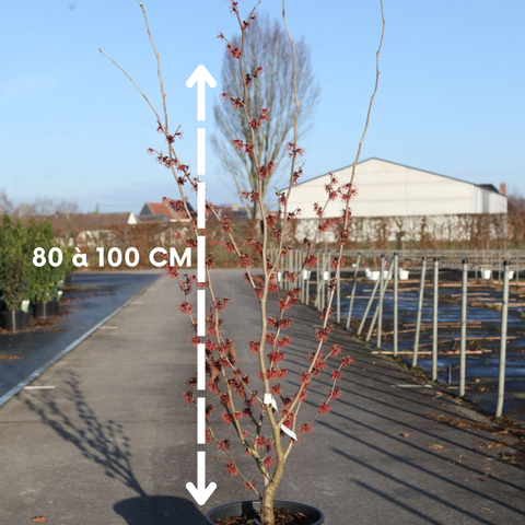 Hamamelis 'Ruby Glow'