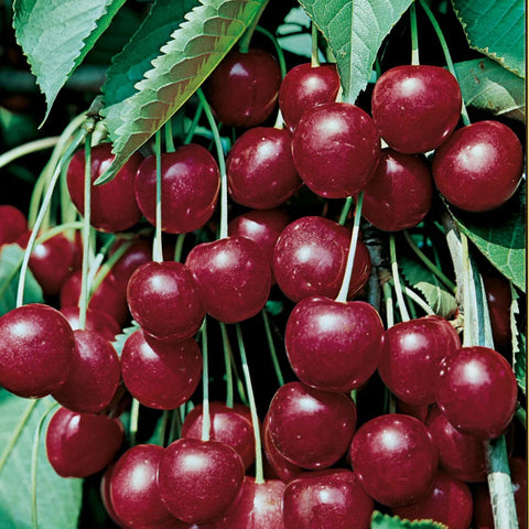 Cerisier 'Hedelfingen'