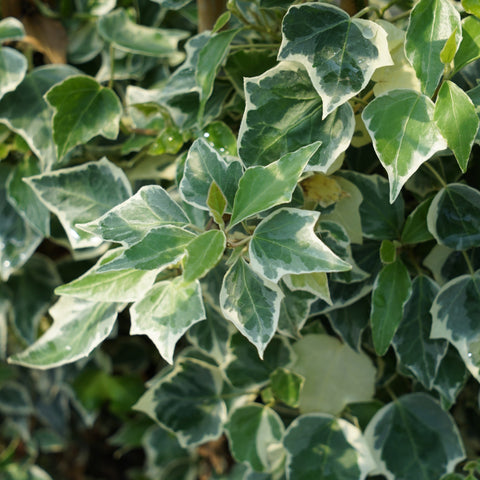 Lierre 'little diamond'