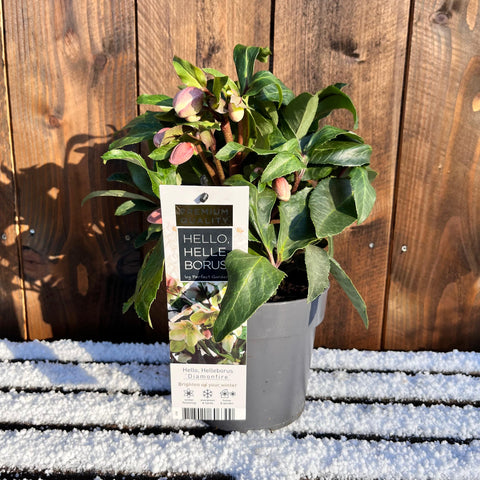 Rose de Noël - Helleborus diamonfire