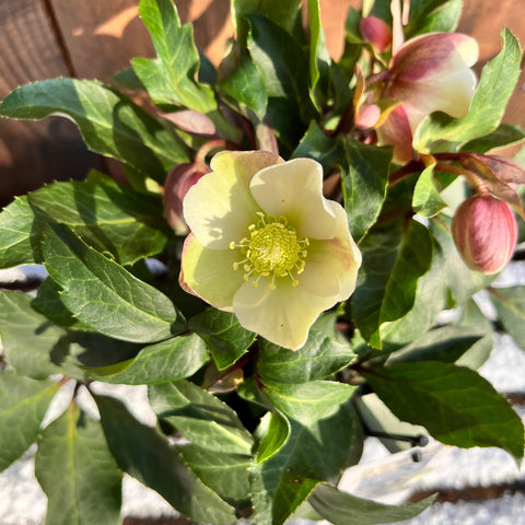 Rose de Noël - Helleborus diamonfire