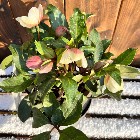 Rose de Noël - Helleborus diamonfire