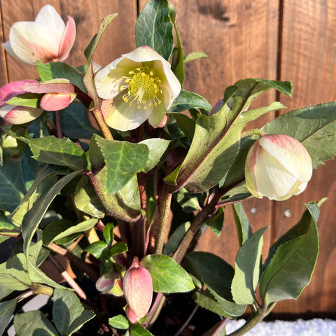 Rose de Noël - Helleborus diamonfire