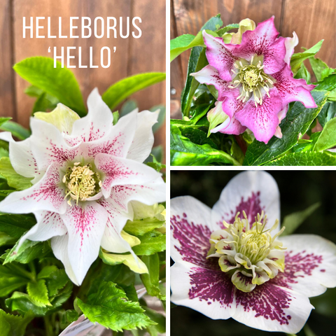 Hellebores 'Hello' - diverses variétés