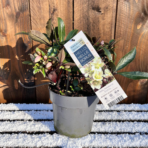 Rose de Noël - Helleborus x Guess