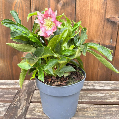 Hellebores 'Hello' - diverses variétés