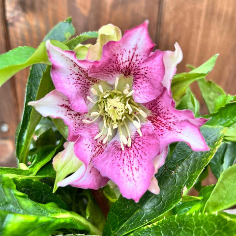 Hellebores 'Hello' - diverses variétés