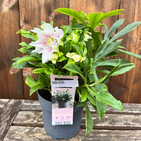 Hellebores 'Hello' - diverses variétés