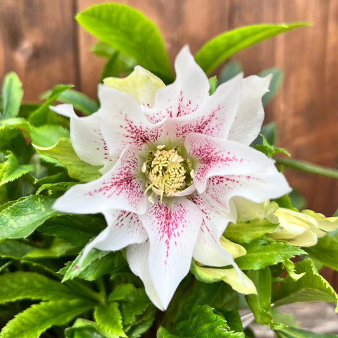 Hellebores 'Hello' - diverses variétés