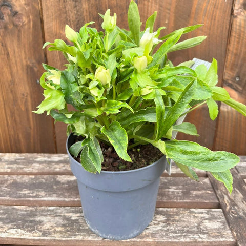 Hellebores 'Hello' - diverses variétés