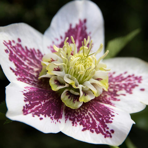 Hellebores 'Hello' - diverses variétés