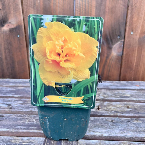 Hemerocalles - diverses variétés