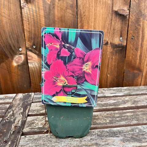 Hemerocalles - diverses variétés