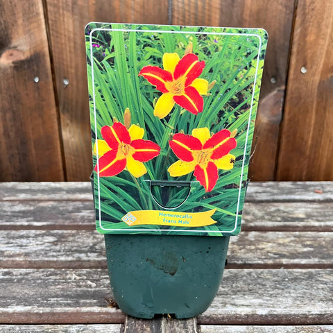 Hemerocalles - diverses variétés