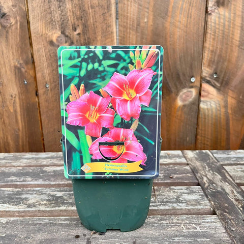 Hemerocalles - diverses variétés