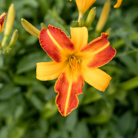 Hemerocalles - diverses variétés