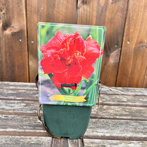 Hemerocalles - diverses variétés