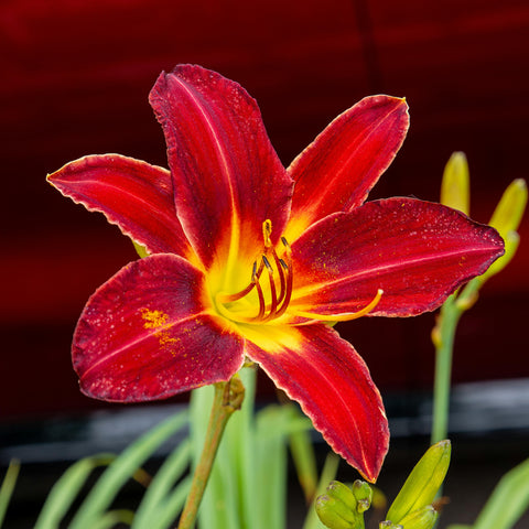 Hemerocalles - diverses variétés