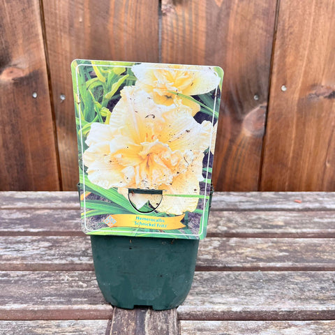 Hemerocalles - diverses variétés