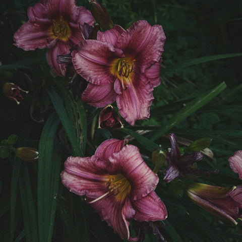 Hemerocalles - diverses variétés