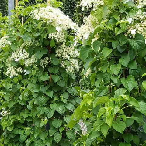 Hortensia Grimpant