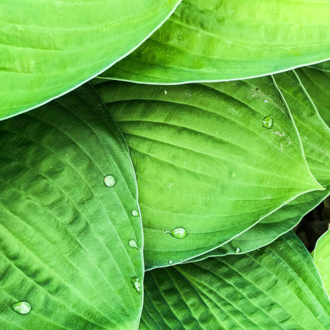 Hosta - diverses variétés