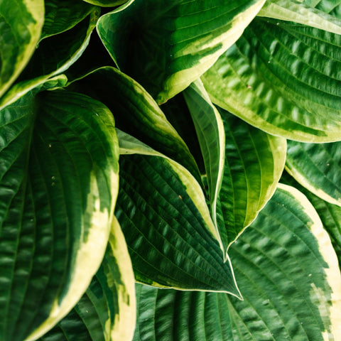 Hosta - diverses variétés