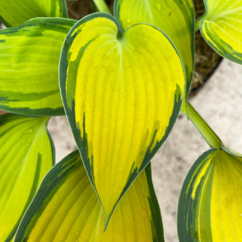 Hosta 'June'