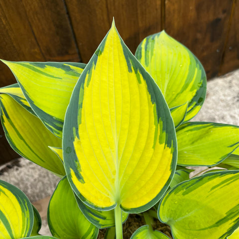 Hosta 'June'