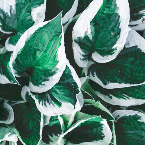 Hosta - diverses variétés