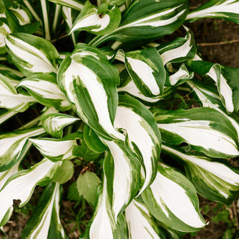 Hosta - diverses variétés