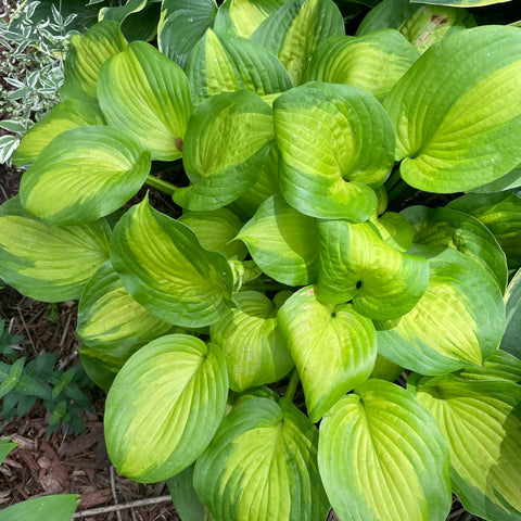 Hosta - diverses variétés