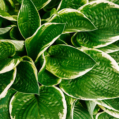 Hosta - diverses variétés