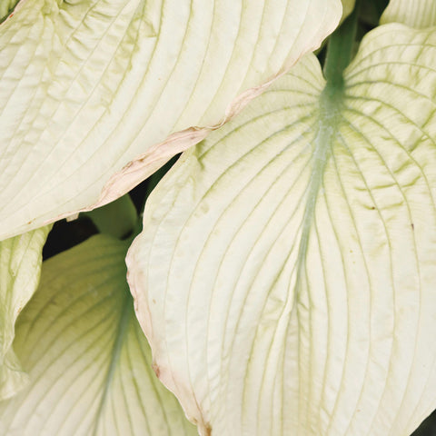 Hosta - diverses variétés