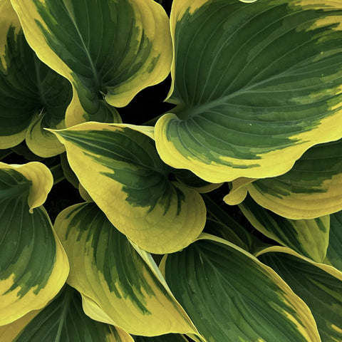 Hosta - diverses variétés