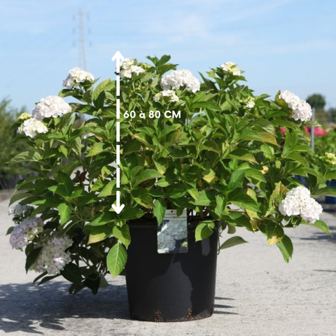 Hortensia 'Mme Emile Mouillère'