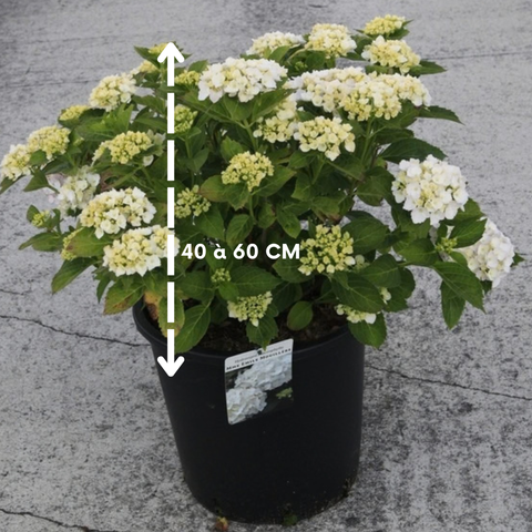 Hortensia 'Mme Emile Mouillère'