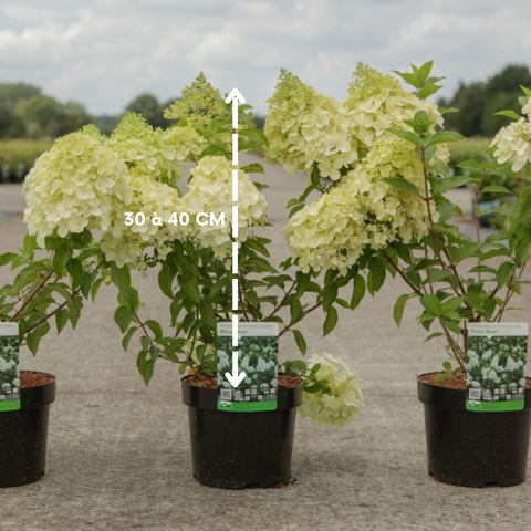 Hydrangea paniculata 'Polar bear' - Hortensia