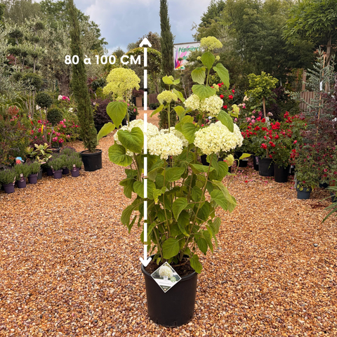 Hortensia 'Strong Annabelle'