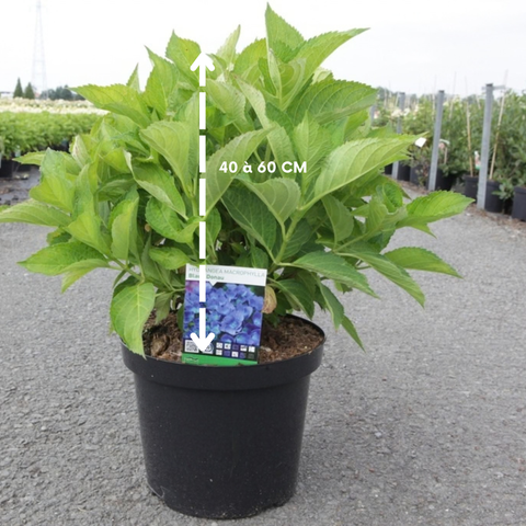 Hydrangea macrophylla 'Blue Danube' - Hortensia Blaue Donau