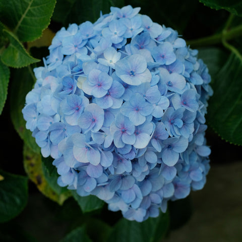 Hydrangea macrophylla 'Blue Danube' - Hortensia Blaue Donau